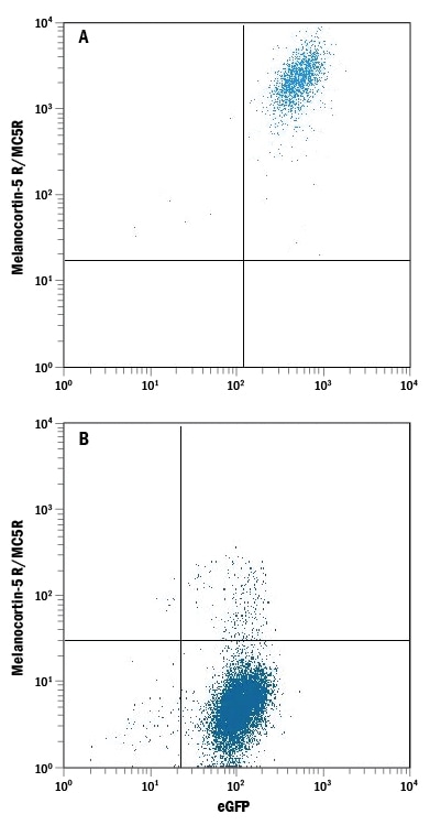 Detection of Melanocortin-5 R/MC5R antibody in HEK293 Human Cell Line Transfected with Human Melanocortin-5/MC5R and eGFP antibody by Flow Cytometry.