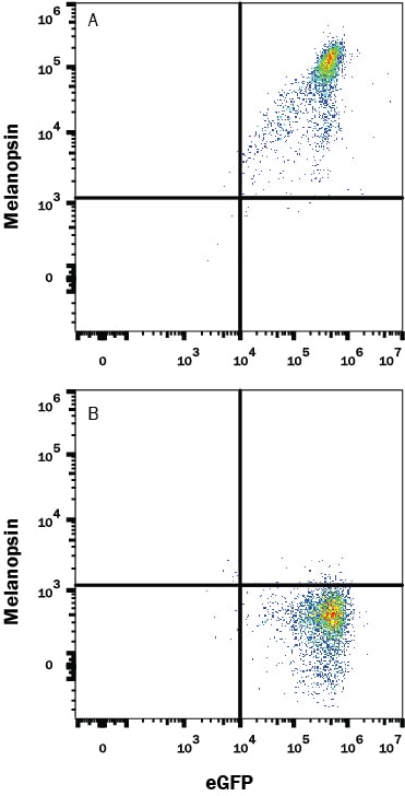 Detection of Melanopsin antibody in HEK293 Human Cell Line Transfected with Human Melanopsin and eGFP antibody by Flow Cytometry.