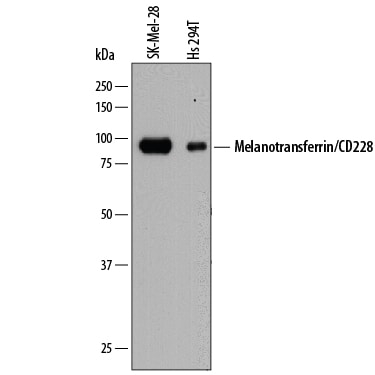 Detection of Human Melanotransferrin/CD228 antibody by Western Blot.