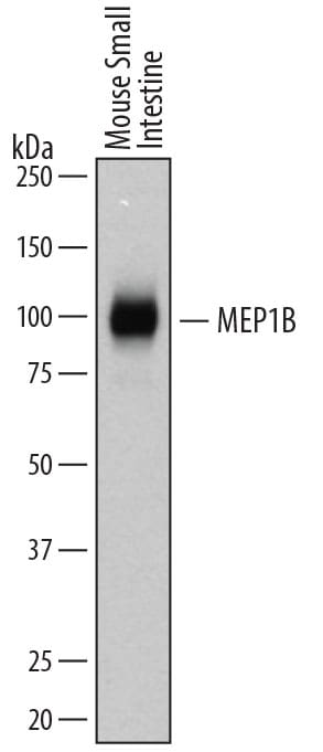 Detection of Mouse Meprin  beta  Subunit/MEP1B antibody by Western Blot.