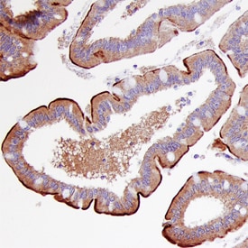 Meprin  beta  Subunit/MEP1B antibody in Human Intestine by Immunohistochemistry (IHC-P).