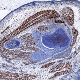 Meteorin-like/METRNL antibody in Mouse Embryo by Immunohistochemistry (IHC-Fr).