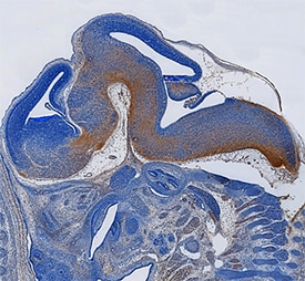 Meteorin-like/METRNL antibody in Mouse Embryo by Immunohistochemistry (IHC-Fr).