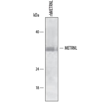 Detection of Human Meteorin-like/ METRNL antibody by Western Blot.