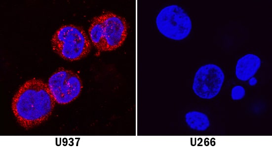 Meteorin-like/METRNL antibody in U937 Human Cell Line by Immunocytochemistry (ICC).