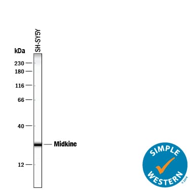 Detection of Human Midkine antibody by Simple WesternTM.