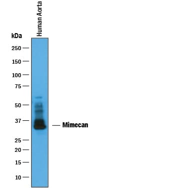 Detection of Human Mimecan antibody by Western Blot.