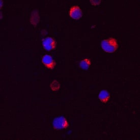 Mind Bomb 2/MIB2 antibody in U266 Human Cell Line by Immunocytochemistry (ICC).