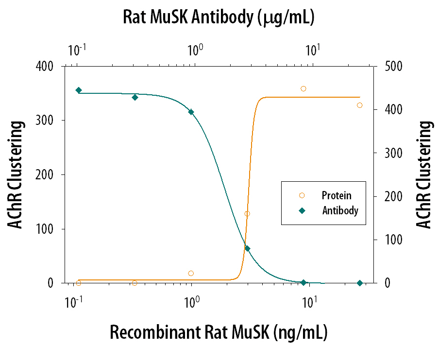 Acetylcholine Receptor Clustering Mediated by MuSK and Neutralization by Rat MuSK Antibody.