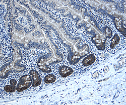 Musashi‑1 antibody in Human Intestine by Immunohistochemistry (IHC-P).