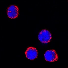 Myeloperoxidase/MPO antibody in Mouse Splenocytes by Immunocytochemistry (ICC).