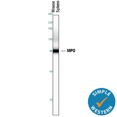 Detection of Mouse Myeloperoxidase/MPO antibody by Simple WesternTM.