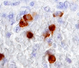 Myeloperoxidase/MPO antibody in Human Spleen by Immunohistochemistry (IHC-P).