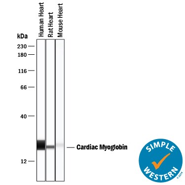 Detection of Human and Rat Myoglobin antibody by Simple WesternTM.