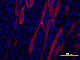Myosin Heavy Chain antibody in C2C12 Mouse Cell Line by Immunocytochemistry (ICC).