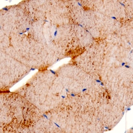Myosin Heavy Chain antibody in Mouse Skeletal Muscle by Immunohistochemistry (IHC-Fr).