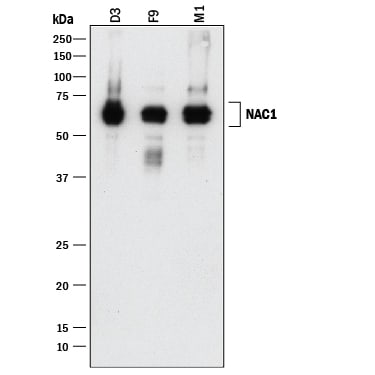 Detection of Mouse NAC1 antibody by Western Blot.