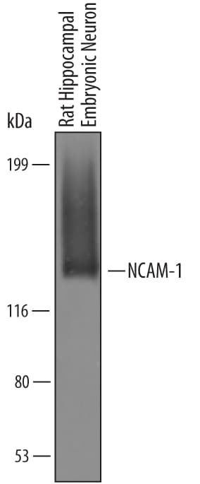 Detection of Rat NCAM-1/CD56 antibody by Western Blot.