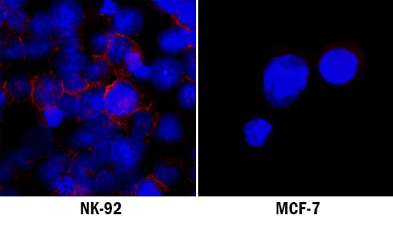 NCAM-1/CD56 antibody in NK-92 Human Cell Line by Immunocytochemistry (ICC).