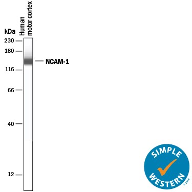 Detection of Human NCAM-1/CD56 antibody by Simple WesternTM.