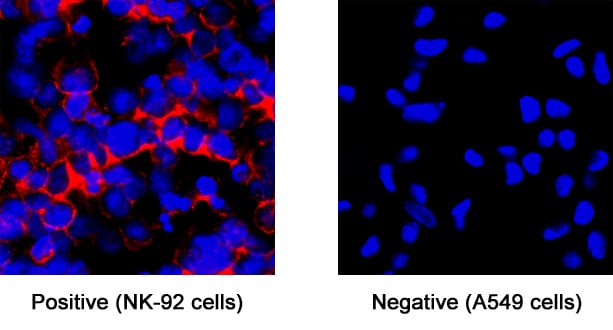 NCAM-1/CD56 antibody in NK-92 human natural killer lymphoma cell line by Immunocytochemistry (ICC).