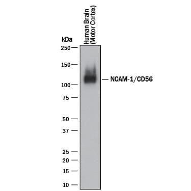 Detection of Human NCAM-1/CD56 antibody by Western Blot.