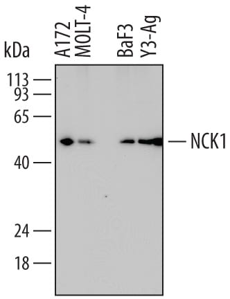 Detection of Human, Mouse, and Rat NCK1 antibody by Western Blot.