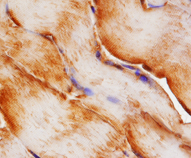 NEDD8 antibody in Human Skeletal Muscle by Immunohistochemistry (IHC-P).