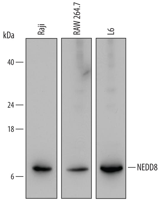 Detection of Human, Mouse, and Rat NEDD8 antibody by Western Blot.
