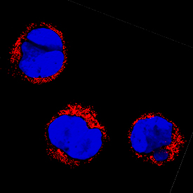 NETO1 antibody in MOLT-4 Human Cell Line by Immunocytochemistry (ICC).