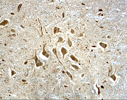 NF‑L antibody in Human Spinal Cord by Immunohistochemistry (IHC-P).