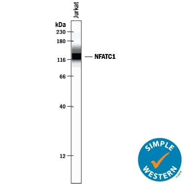 Detection of Human NFATC1 antibody by Simple WesternTM.