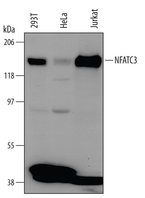 Detection of Human NFATC3 antibody by Western Blot.