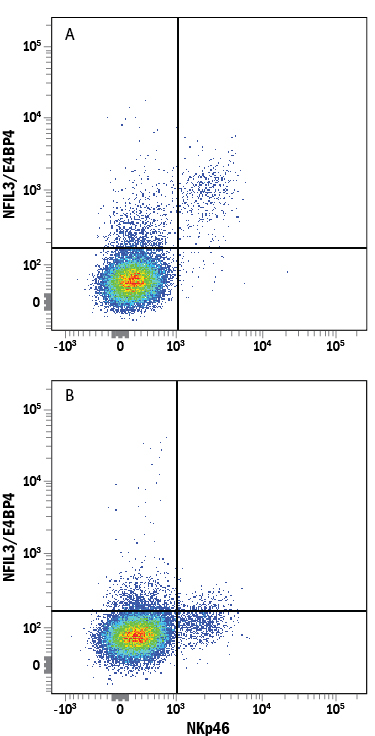 Detection of NFIL3/E4BP4 antibody in Mouse Splenocytes antibody by Flow Cytometry.