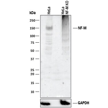 Western Blot Shows Human NF-M Antibody Specificity by Using Knockout Cell Line.