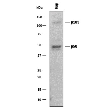 Detection of Human NF?B1 antibody by Western Blot.