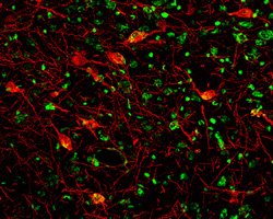 NGF R/TNFRSF16 antibody in Mouse Brain by Immunohistochemistry (IHC-Fr).