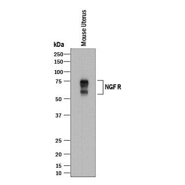 Detection of Mouse NGF R/TNFRSF16 antibody by Western Blot.