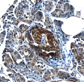 NIK/MAP3K14 antibody in Human Pancreas by Immunohistochemistry (IHC-P).
