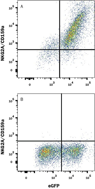 Detection of NKG2A/CD159a antibody in HEK293 Human Cell Line Transfected with Human NKG2A/CD159a and eGFP antibody by Flow Cytometry.