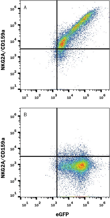 Detection of NKG2A/CD159a antibody in HEK293 Human Cell Line Transfected with Mouse NKG2A/CD159a and eGFP antibody by Flow Cytometry.