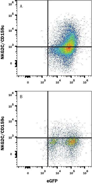 Detection of NKG2C/CD159c antibody in HEK293 Human Cell Line Transfected with Mouse NKG2C/CD159c and eGFP antibody by Flow Cytometry.
