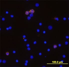 NKG2D/CD314 antibody in Mouse Splenocytes by Immunocytochemistry (ICC).