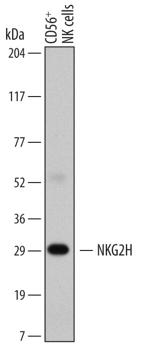 Detection of Human NKG2H antibody by Western Blot.