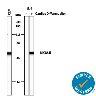 Detection of Human NKX2.5 antibody by Simple WesternTM.