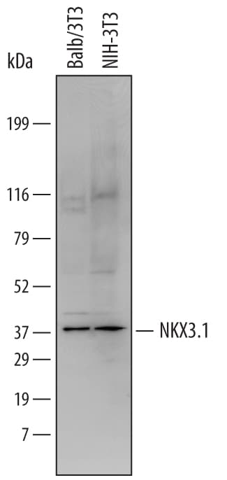 Detection of Mouse NKX3.1 antibody by Western Blot.