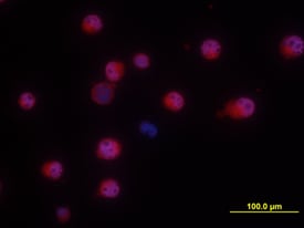 NKp46/NCR1 antibody in NK-92 human cell line
