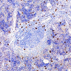 NKp46/NCR1 antibody in Mouse Spleen by Immunohistochemistry (IHC-Fr).