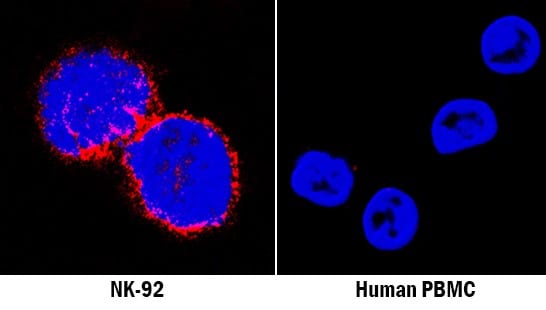 NKp46/NCR1 antibody in NK-92 Human Cell Line and Human PBMCs by Immunocytochemistry (ICC).