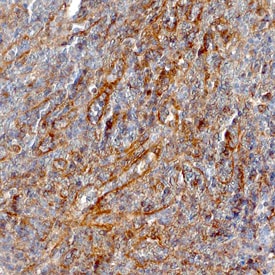 NOD1 antibody in Human Spleen by Immunohistochemistry (IHC-P).
